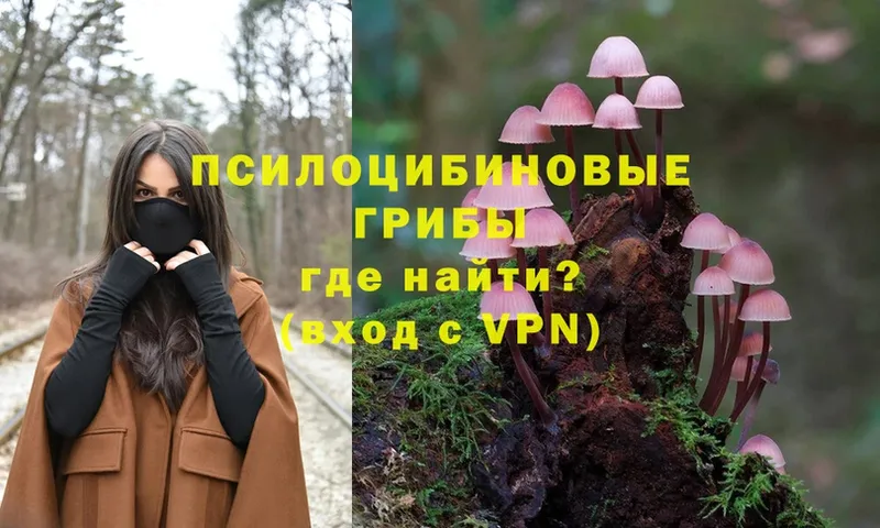 Галлюциногенные грибы Psilocybe  kraken ONION  Дальнереченск  что такое  